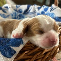 Goldie - Blenheim female Cavalier King Charles Spaniel puppy in Gallatin, Tennessee from Kids and Canines