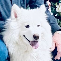 Sugar - Samoyed