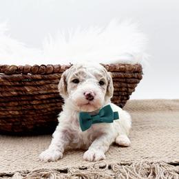 Baxter - Apricot male Cavapoo puppy in Statesville, North Carolina from Doodle Babies