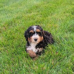 Evie - Tri-color female Bernedoodle puppy in East Earl, Pennsylvania from Mountainside Puppies