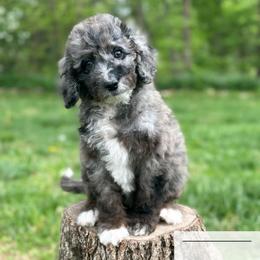 Fanta - Blue merle female Aussiedoodle puppy in Corydon, Indiana from Ridgeline Doodles
