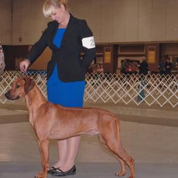 Jake - Rhodesian Ridgeback