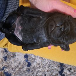 Pug Puppies from Cj Snuggle Pugs