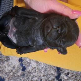 Pug Puppies from Cj Snuggle Pugs