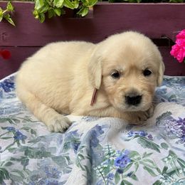 Muffy - Light golden female Golden Retriever puppy in Terre Hill, Pennsylvania from Cloverleaf K9 Connections
