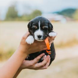 Orange Collar - Tangerine - Black tri male Miniature American Shepherd puppy in Enumclaw, Washington from Mount Peak Mini American Shepherds
