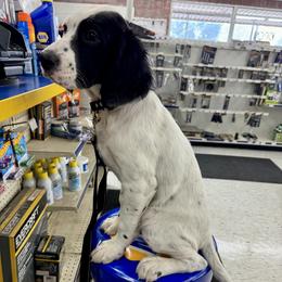 English Setter Puppies from Steens Mountain Setters