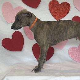 Boy 5 - Blue brindle Greyhound puppy in St. Louis, Missouri from Velocitas Greyhounds