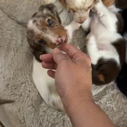 Akc Meeko - Dapple female Dachshund puppy in Erie, Michigan from Champagne’s Grinch Toe’d Dachshunds