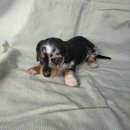 Marble - Dapple female Dachshund puppy in Opelika, Alabama from Dachshund Darlins