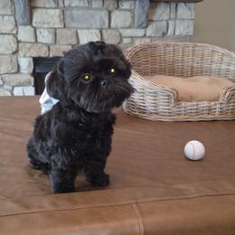 Finley - Black male Shih Tzu puppy in Kings Mountain, North Carolina from Britany's Shih Tzus