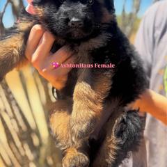 BB litter pink collar - Black and red female German Shepherd puppy in Wickenburg, Arizona from Vom AshtonHaus German Shepherds