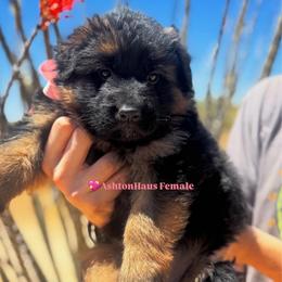 BB litter pink collar - Black and red female German Shepherd puppy in Wickenburg, Arizona from Vom AshtonHaus German Shepherds