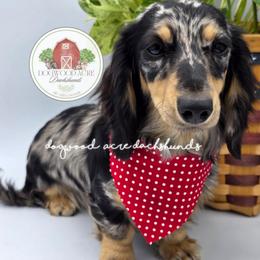 Indie - Dachshund