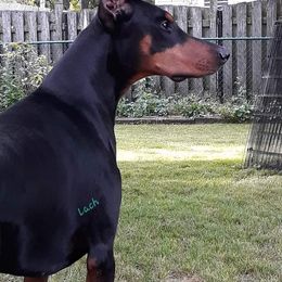 Doberman Pinscher All Grown Up from LaBella Dobermans