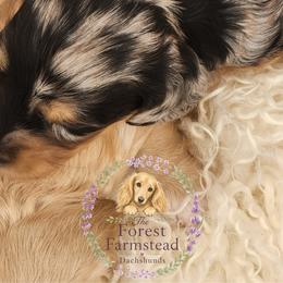 Cosmo - Dapple male Dachshund puppy in Poulsbo, Washington from Forest Farmstead Dachshunds