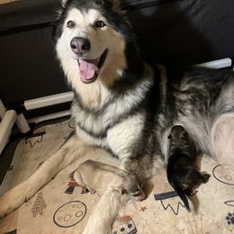 Native American Indian Dog Puppies from Seven Sisters Canids