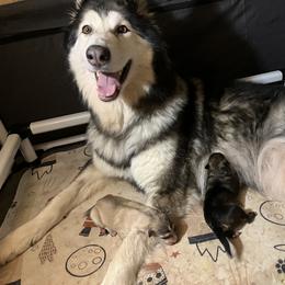 Native American Indian Dog Puppies from Seven Sisters Canids