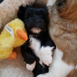 Havanese Puppies from Willow Springs Havanese