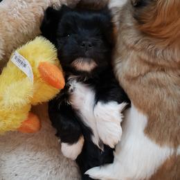 Havanese Puppies from Willow Springs Havanese