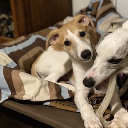 Whippet Puppies from Festiva Whippets