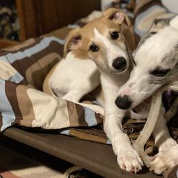 Whippet Puppies from Festiva Whippets