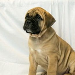 Bullmastiffs from Guardian Angel Bullmastiff