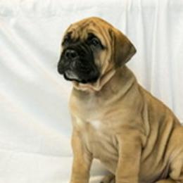 Bullmastiffs from Guardian Angel Bullmastiff