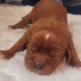Boy 4 - Ruby male Cavalier King Charles Spaniel puppy in Castorland, New York from Faithful Friends Cavaliers