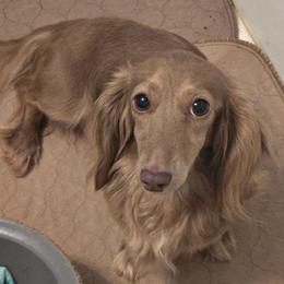 Hazel - Dachshund