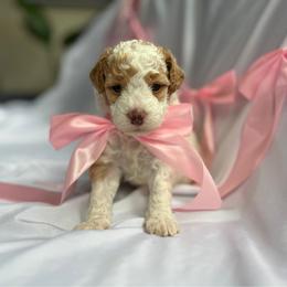Cinnamon - Parti female Poodle puppy in Monterey, Tennessee from Cumberland Companions