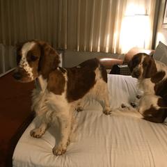Welsh Springer Spaniel All Grown Up from Welshwood Welsh Springer Spaniels