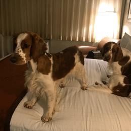 Welsh Springer Spaniel All Grown Up from Welshwood Welsh Springer Spaniels
