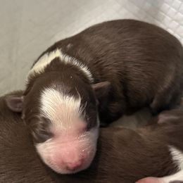 Pog - White and red female Border Collie puppy in North Lakeport, California from Wild Rose Ranch