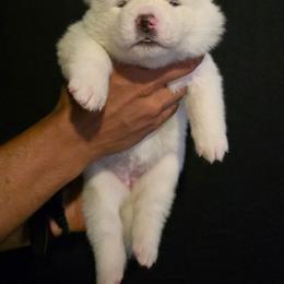 Purple Collar - White female Japanese Akitainu puppy in New Castle, Pennsylvania from Four Seasons Akita (Shikisou)