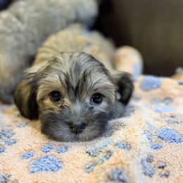 Hope - Chocolate female Havanese puppy in Lancaster, South Carolina from 3 Bs Havanese-PUPPIES with  PURPOSE