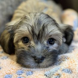 Hope - Chocolate female Havanese puppy in Lancaster, South Carolina from 3 Bs Havanese-PUPPIES with  PURPOSE