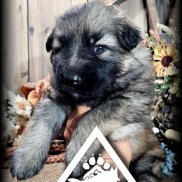 Sarge - Sable male German Shepherd puppy in Sequim, Washington from German Shepherd Haus