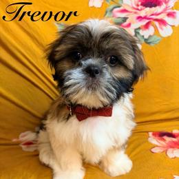 Trevor - Gold and white male Shih Tzu puppy in Hemet, California from Aloha Shih Tzu