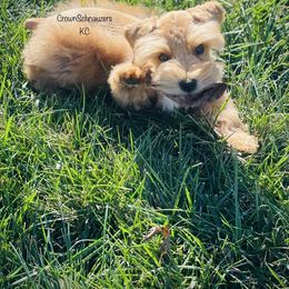 Miniature Schnauzer Puppies from Crown Schnauzers KC