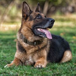 Fila - German Shepherd