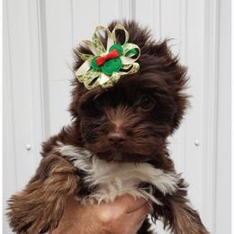 Boy 1 - Chocolate and tan male Yorkshire Terrier puppy in Marion Station, Maryland from Anna's Yorkie Treasures
