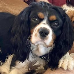 Cavalier King Charles Spaniel Puppies from JoJo’s Cavaliers