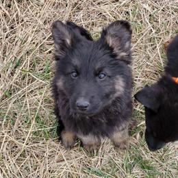 Red Collar - Brinks - Black and red male German Shepherd puppy in Augusta, West Virginia from Cricket Hollow Canines