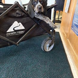 Bluetick Coonhound and Poodle Puppies from Dejah Bleu Kennels