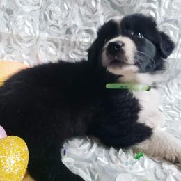 Australian Shepherd Puppies from Diamond Aussies N the Rough