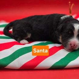 Boy 1 - Tri-color male Bernedoodle puppy in Summerville, South Carolina from Channys Doodles