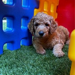 Orange - Apricot male Poodle puppy in Keedysville, Maryland from Sunshine Red Standard Poodles