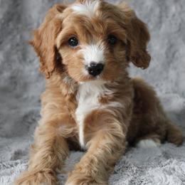 Male 6 - male Cavapoochon puppy in Fredericksburg, Ohio from Timshell Farm Specialty Crossbreed Puppies