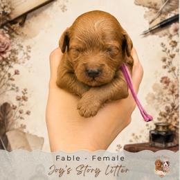 Fable - Red  female Goldendoodle puppy in Atlanta, Georgia from Teddy Puppies